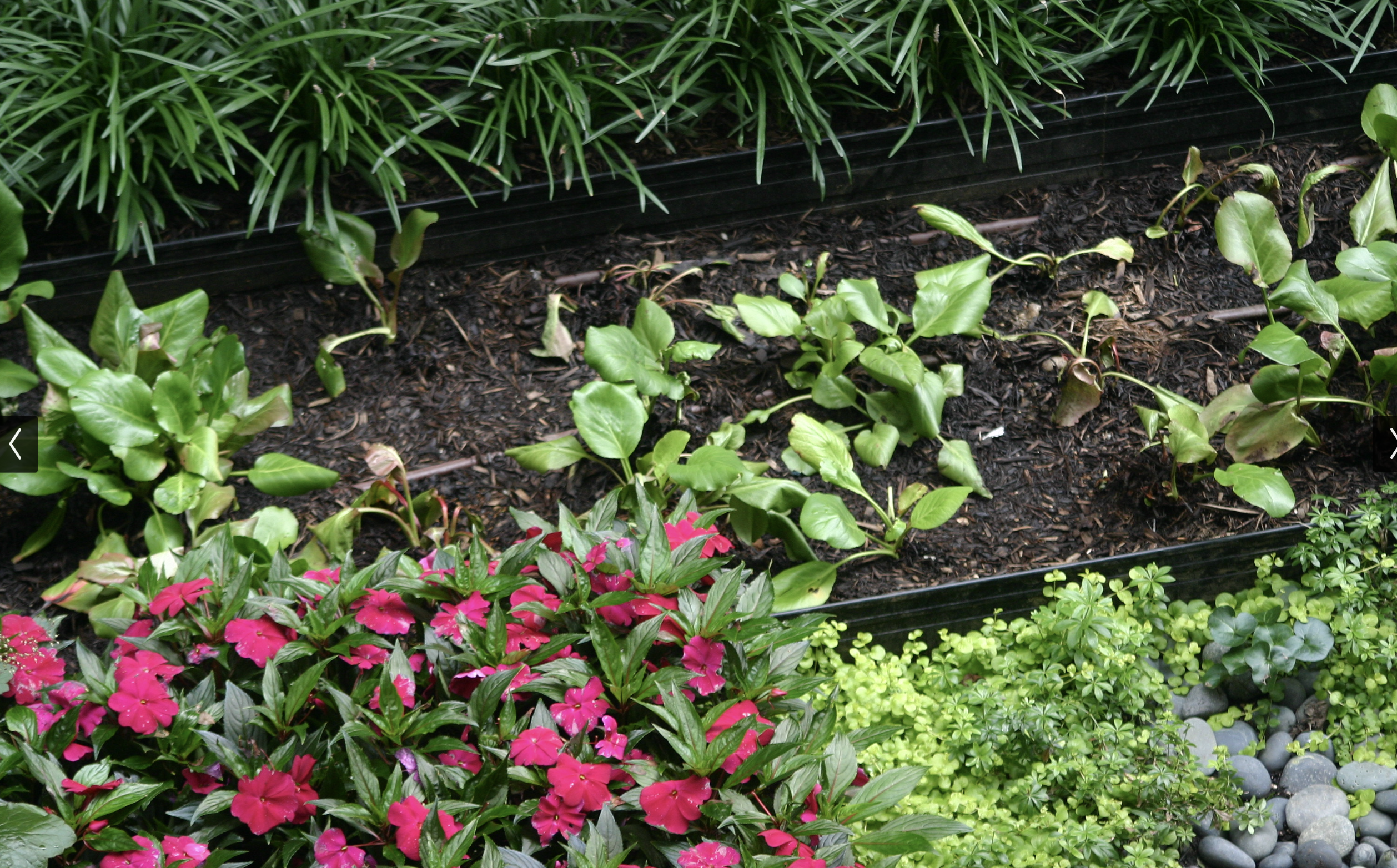 Aluminum Edging Plant Separation