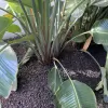 Brown rubber mulch under a plant
