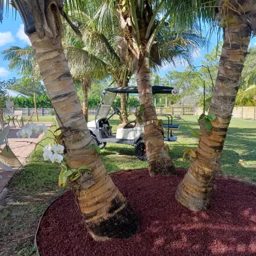 Palm Tree with Red Rubber Mulch Base