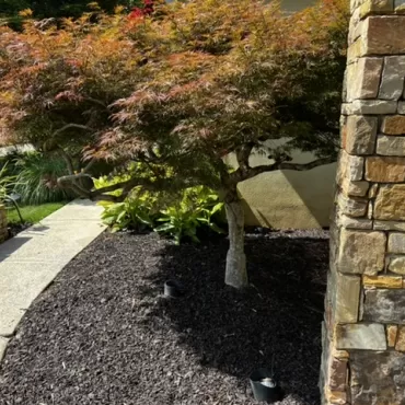 Front landscaping beds with brown rubber mulch
