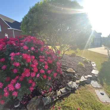 Flower bed with brown rubber mulch