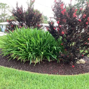 Landscaping Island with Rubber Mulch Landscaping island with rubber mulch ground cover