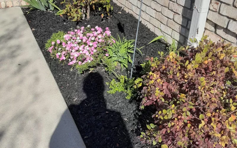 Black Rubber Mulch Garden Beds in Front of House