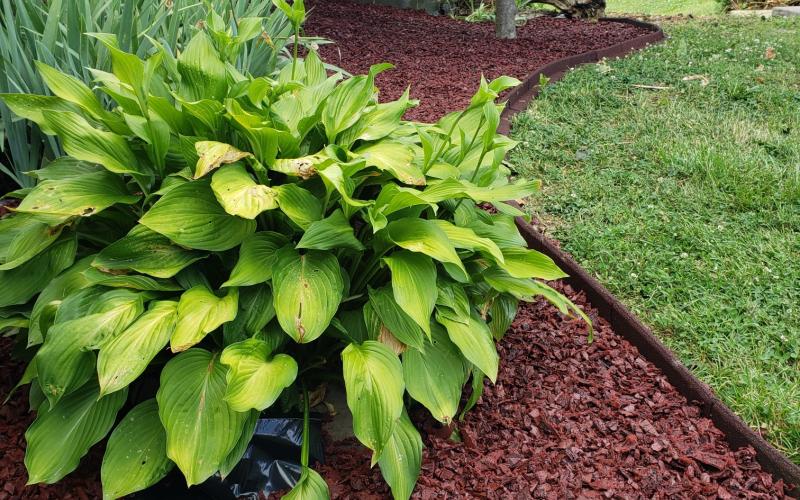 Red Rubber Mulch Landscaping With Borders