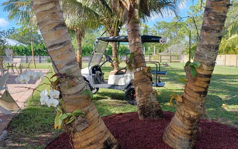 Palm Tree with Red Rubber Mulch Base