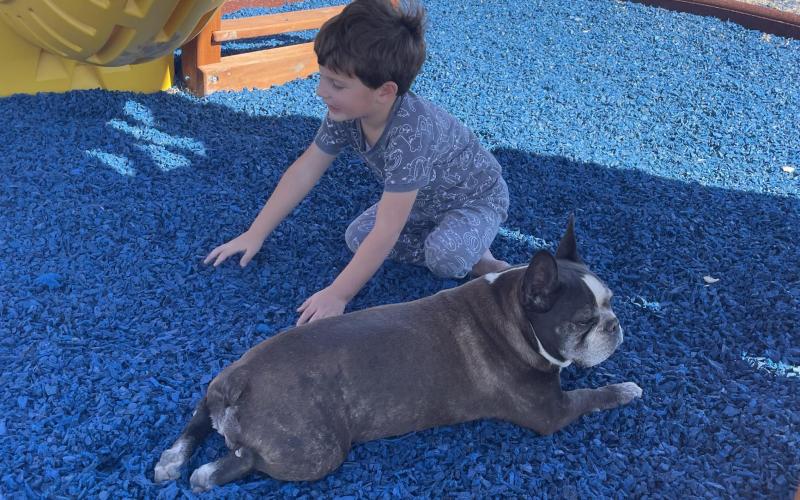 Milo's Country Club Playground with Frenchie
