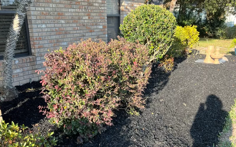 Back Rubber Mulch Front Yard Landscaping
