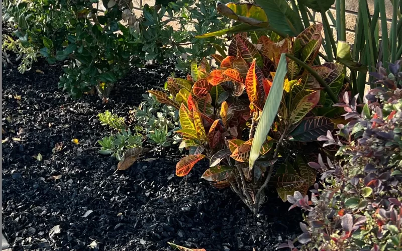 Back Rubber Mulch Garden