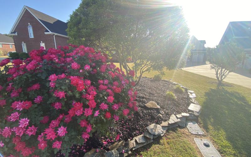 Flower bed with brown rubber mulch