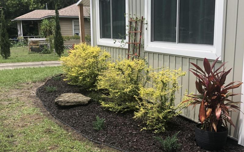 Garden bed in front yard with brown rubber mulch