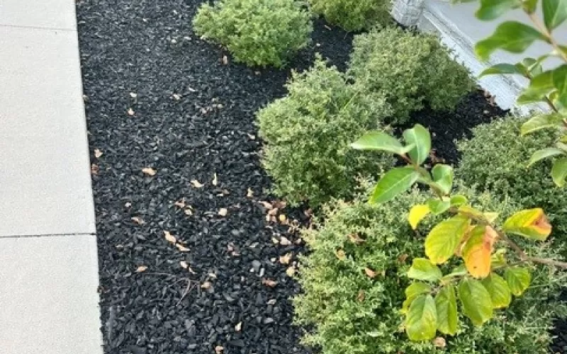 Black Rubber Mulch Sideyard Landscaping