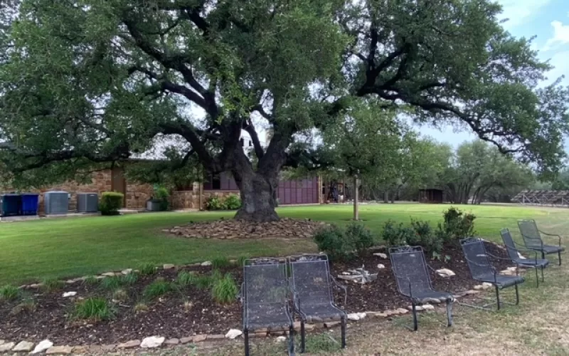 Garden bed with rubber mulch in the backyard