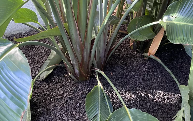 Brown rubber mulch under a plant