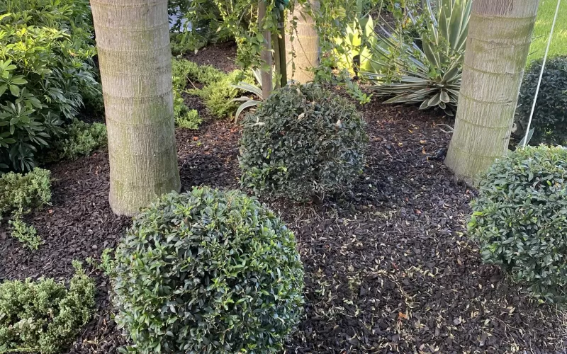 Brown Rubber Mulch Front Yard Landscaping