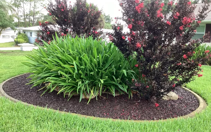 Landscaping island with rubber mulch ground cover