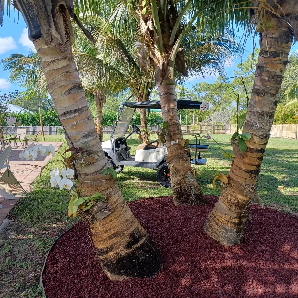 Palm Tree with Red Rubber Mulch Base