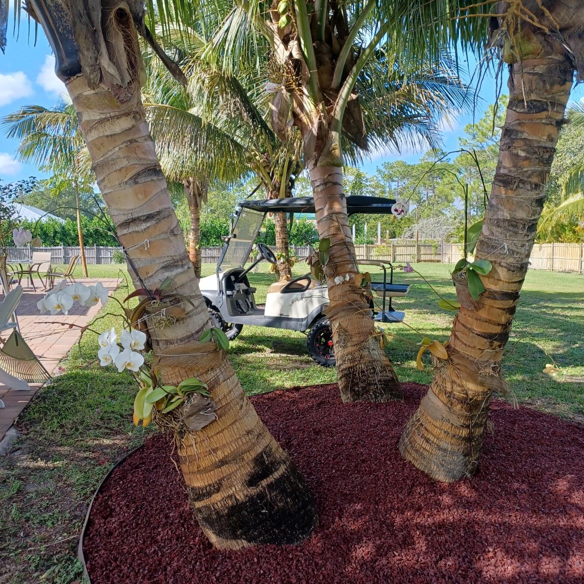 Palm Tree with Red Rubber Mulch Base