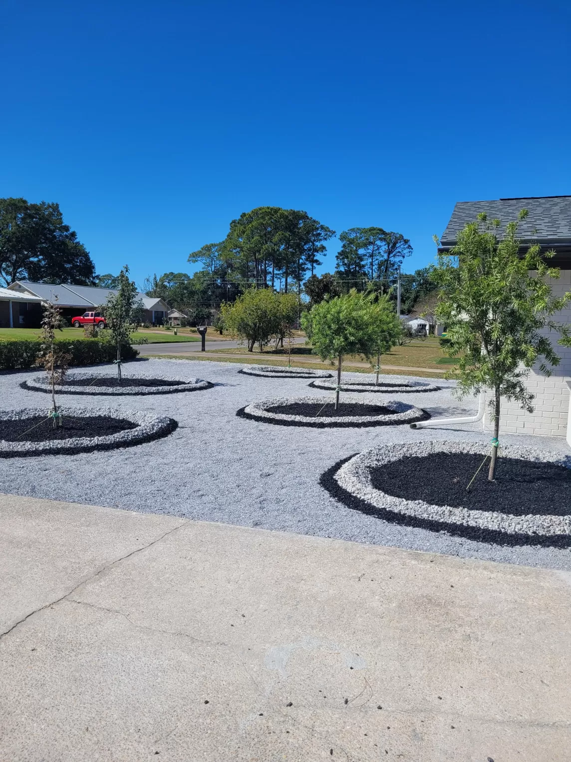 Rubber Mulch in Front Tree Rings