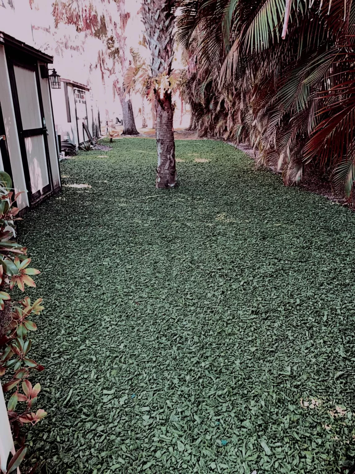 Green Rubber Mulch Sideyard Makeover