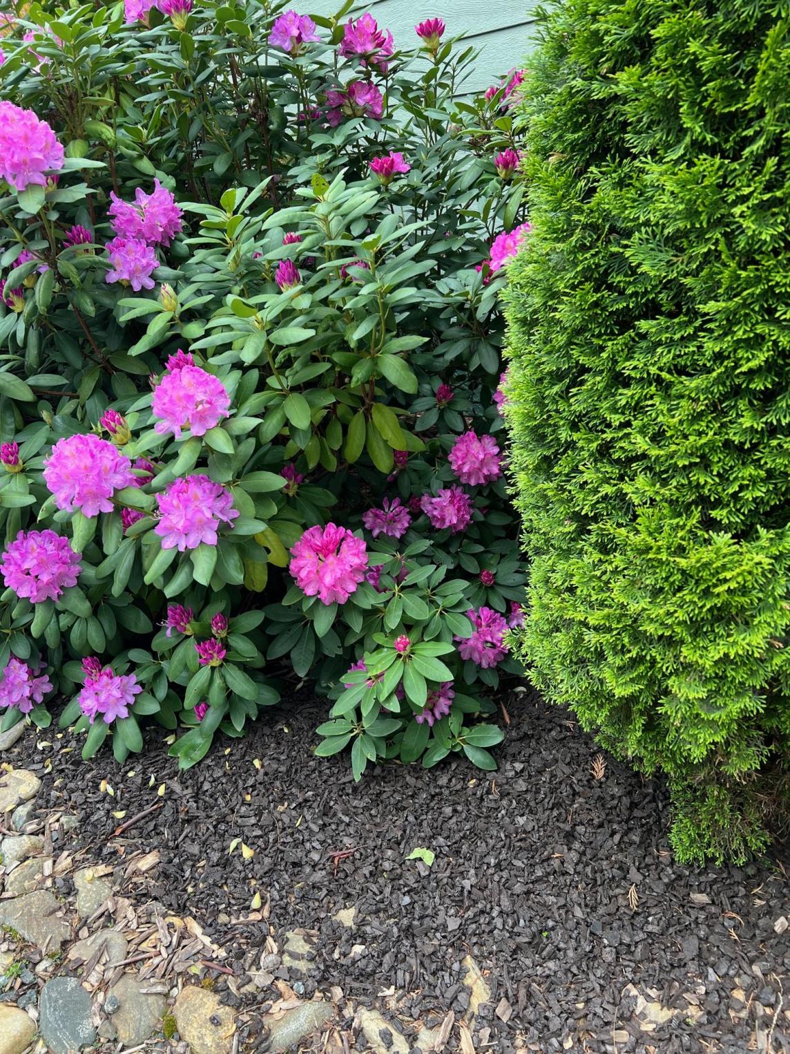 Brown rubber mulch in garden bed with pink flowers