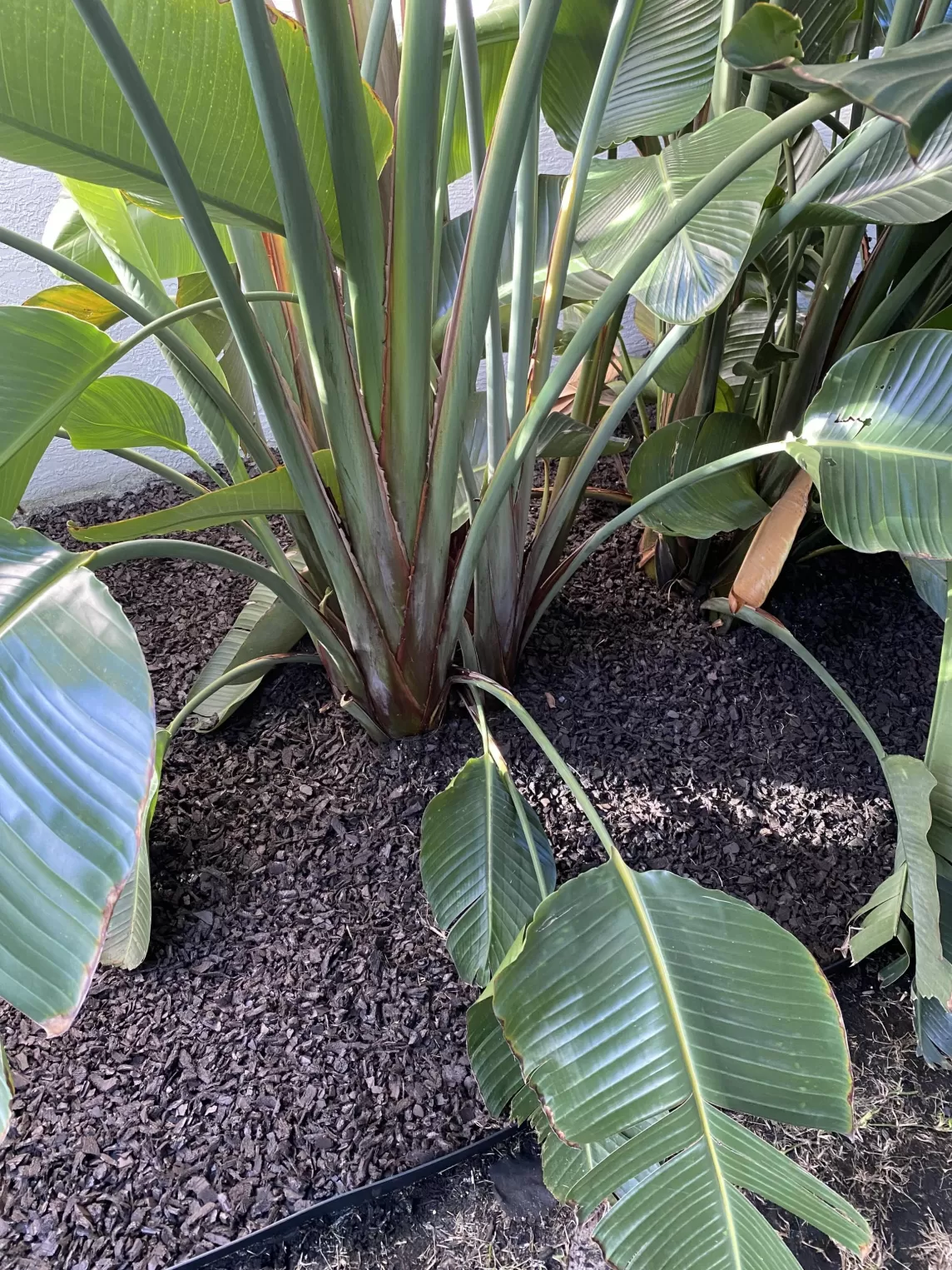 Brown rubber mulch under a plant