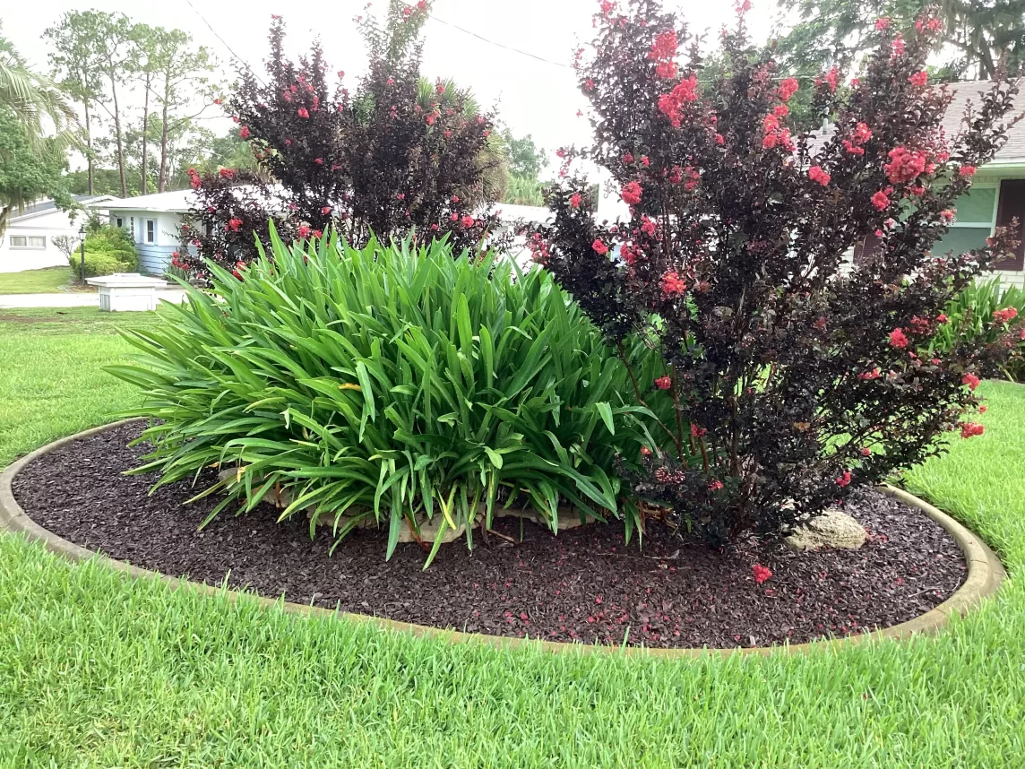 Landscaping island with rubber mulch ground cover