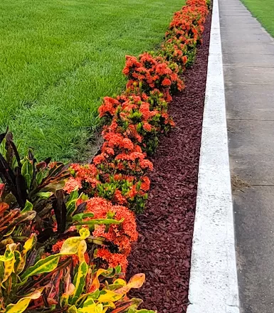 Rubber Mulch with Ixoras
