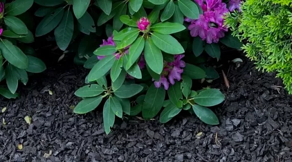 Landscape rubber mulch flower bed
