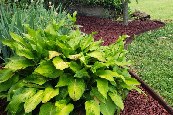 Landscaping with a large area of red rubber mulch spread under trees.