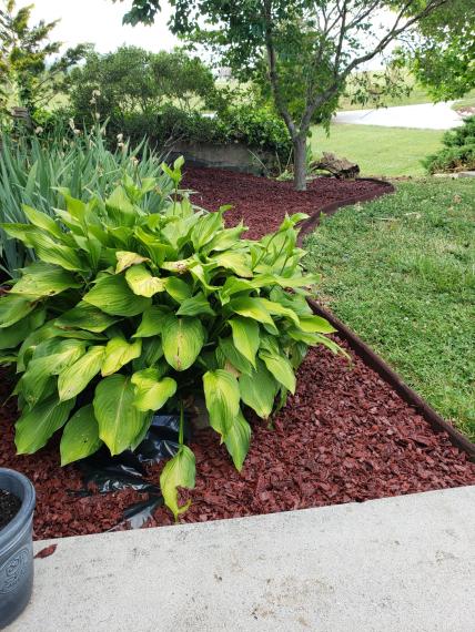 Red Rubber Mulch Landscaping With Borders